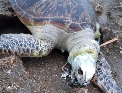 Morte de tartarugas na Ilha de Ibo volta à preocupar ambientalistas