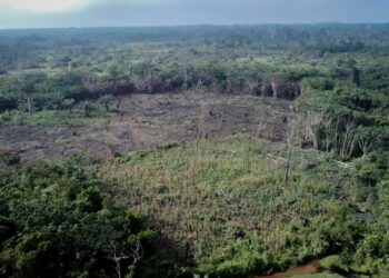 Relatório: Empresa chinesa extraiu 5 milhões de dólares de madeira ilegal da RDC em 6 meses