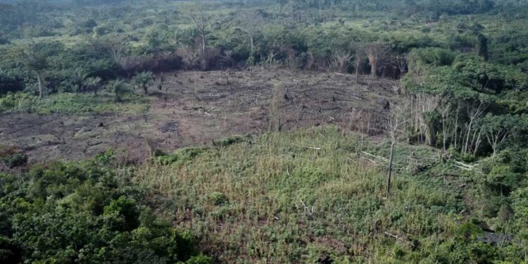 Relatório: Empresa chinesa extraiu 5 milhões de dólares de madeira ilegal da RDC em 6 meses