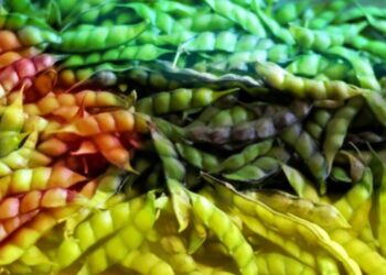 Apesar da “guerra comercial”: Exportou-se mais de 245 mil toneladas do feijão bóer para Índia, EAU e Inglaterra