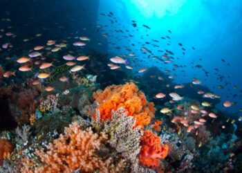 Biodiversidade: União Europeia desembolsa 35 milhões de euros para conservação marinha