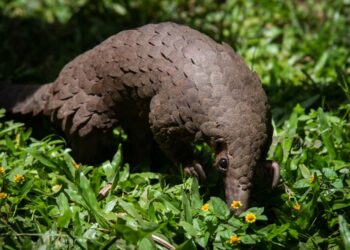 Vida selvagem da África Subsaariana dizimada por traficantes