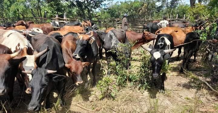 Criadores de gado bovino preocupados com constantes mortes de animais em Báruè