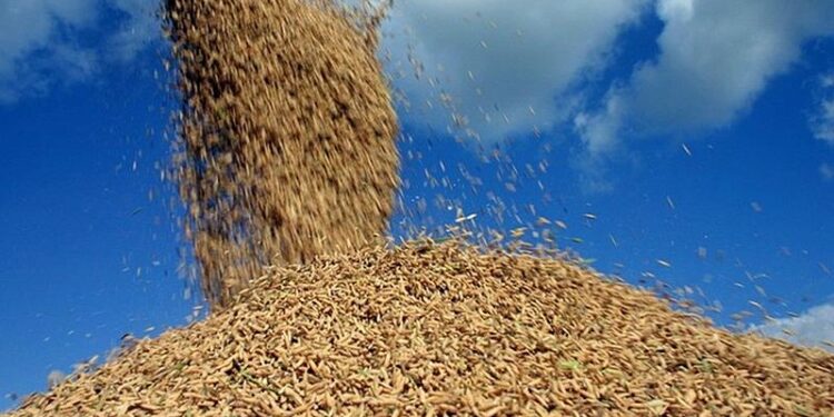 Roubo de arroz preocupa produtores de Limpopo, em Gaza