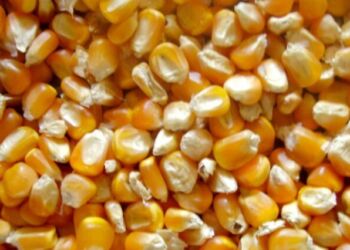 Moçambique e Malawi recebem 23.000 toneladas de milho Ucraniano em acção humanitária da ONU