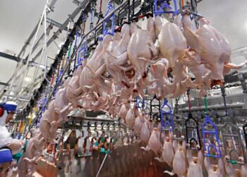 Brasil: Importações de frangos ascendem oito mil toneladas