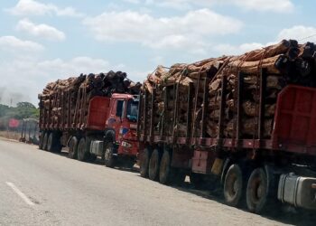 Saque intenso: De 2017 a 2023, Moçambique exportou cerca de 3,7 milhões de toneladas métricas de madeira para a China