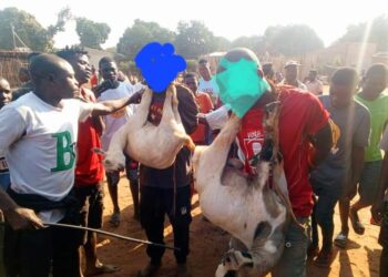 Supostos “ladrões de gado” escapam ao linchamento em Manica