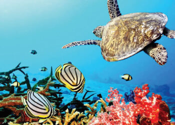 Censo aéreo da biodiversidade no Parque Nacional do Arquipélago do Bazaruto monitora a distribuição de dugongos, tartarugas, golfinhos, tubarões, manta-raias e raias