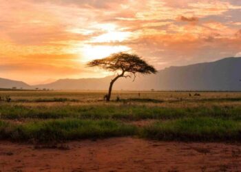 EDP destina 1 milhão de euros para apoiar projectos que promovam a inclusão energética em Moçambique e mais quatro países