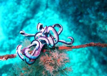 Governo defende a conservação dos oceanos para o desenvolvimento da economia azul