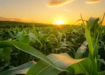 IIAM projecta modernização e acreditação dos seus laboratórios para impulsionar a investigação agrária