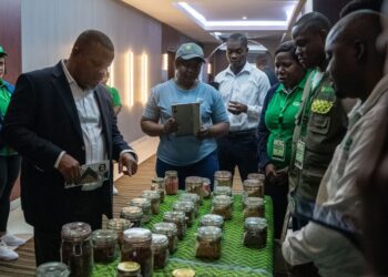 Disponíveis 1.3 mil milhões de Meticais para financiar a cadeia de produção de sementes