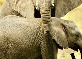 Arranca no dia 20 de Setembro o censo nacional de elefantes e grandes mamíferos em Moçambique