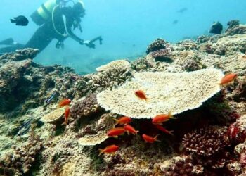 MAAP pretende combater a poluição plástica dos oceanos