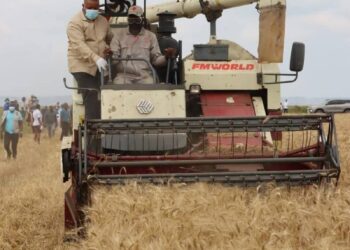 MAAP testemunha ceifa de 140 hectares de trigo em Chongoene
