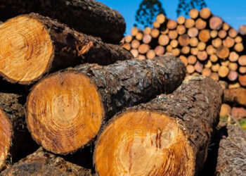 Encontrada espécie de madeira valiosa e protegida denominada “Nkula” escondida entre os 111 contentores da SAFI no Porto da Beira, em Sofala