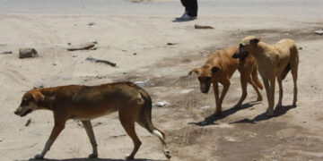 Cães vadios vandalizam túmulos em Báruè