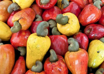 Mobilizados mais de 374 milhões de USD para potenciar a indústria do caju no País e gerar mais empregos para jovens e mulheres