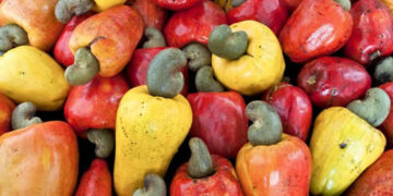 Mobilizados mais de 374 milhões de USD para potenciar a indústria do caju no País e gerar mais empregos para jovens e mulheres