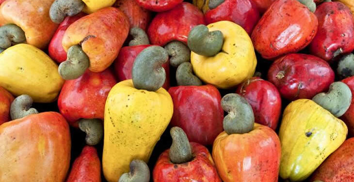 Mobilizados mais de 374 milhões de USD para potenciar a indústria do caju no País e gerar mais empregos para jovens e mulheres