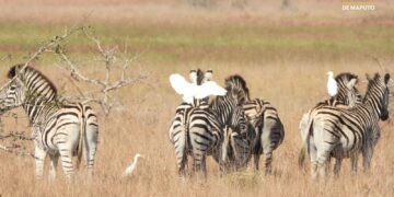 Parque Nacional de Banhine reforça biodiversidade com 385 animais Translocados do Parque Nacional de Maputo