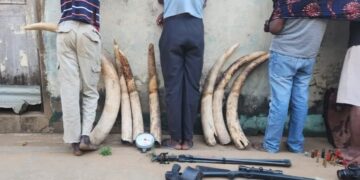 Sete detidos entre eles dois supostos Agentes da PRM por posse de sete pontas de marfim em Gaza