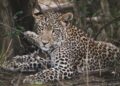 Karingani Game Reserve reforça parceria com Gorongosa através da translocação de leopardos