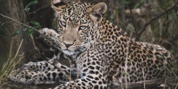 Karingani Game Reserve reforça parceria com Gorongosa através da translocação de leopardos