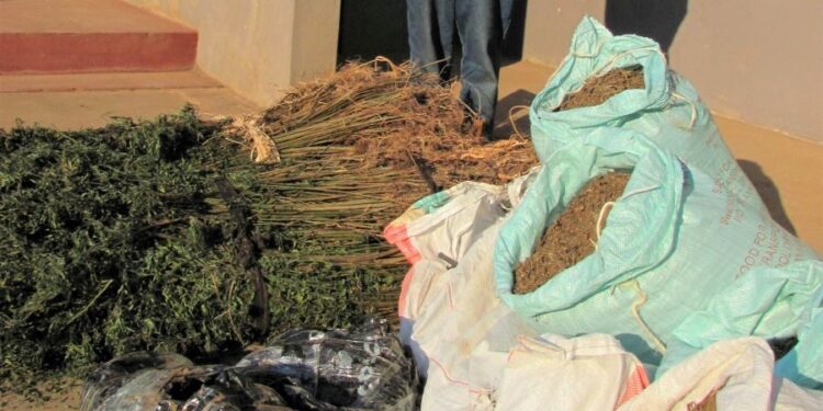 Niassa: 16 detidos em operações contra tráfico e consumo de suruma