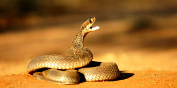 Cobras matam três pessoas em Guro e Gondola