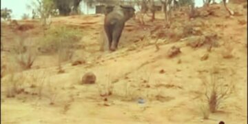 Elefante invade sede do distrito de Mágoè e cria pânico entre a população