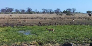 Gaza: Estado Suspende Licença da Muthemba Safari por Irregularidades Ambientais e Conflitos com Comunidades