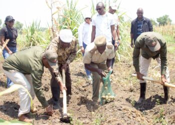 Em Manica: Produção agrícola permite autonomia alimentar de reclusos por 8 meses