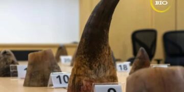 Singapura apreende carregamento recorde de cornos de rinoceronte com destino a Laos, mas que supostamente são oriundos da África do Sul
