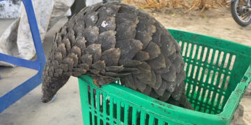 Em Nampula: SERNIC frustra tentativa de tráfico de pangolim