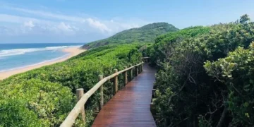 Parque Nacional de Maputo pretende plantar 525 mil mudas de arvores de floresta de mangue degradada