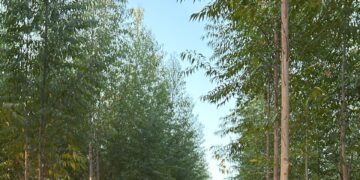 FSC lança nova Norma Provisória de Gestão Florestal para Moçambique: A norma entra em vigor a 15 de março de 2026