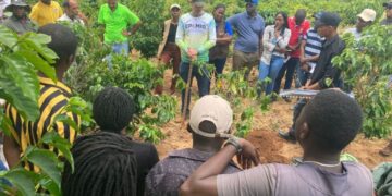 Cooperação Brasil–Moçambique impulsiona produção de café