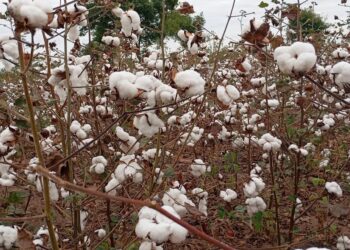 SAN-JFS torna-se uma das primeiras empresas do mundo certificada com rastreabilidade física total pela Better Cotton