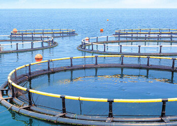 Governo reforma sector das pescas e cria INAPA para reforçar combate à fome e má nutrição