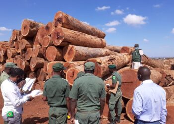 Executivo determina a quota de 555.000 m³ para exploração de madeira em 2026