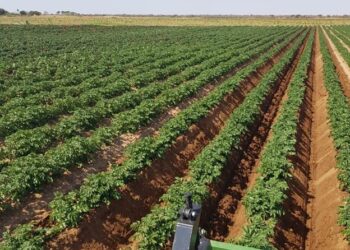 “A face suja da Justiça moçambicana”: Entre a chantagem aos investidores, o “gangsterismo legalizado” e o roteiro do emblemático caso da Fazenda Rei do Gado em Moamba